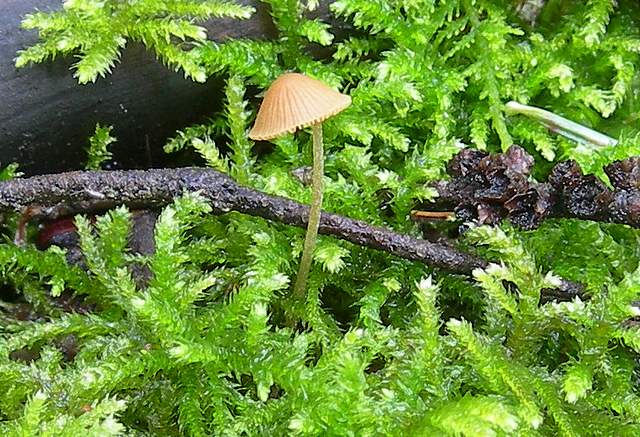 I  Funghi  della  faggeta  calcarea